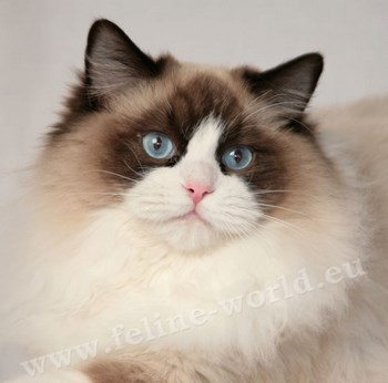 RAGDOLL_seal_bicolor_2 (RACE).jpg